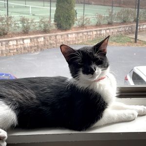 Meet your Posher, Shandafan